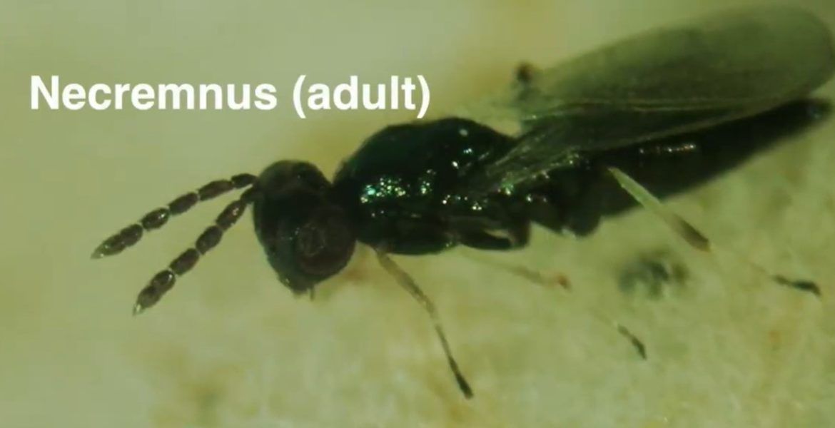Necremnus en el control biológico
