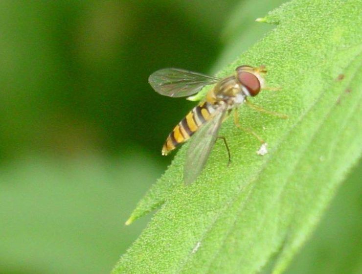 Episyrphus