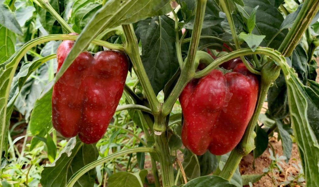 pimientos