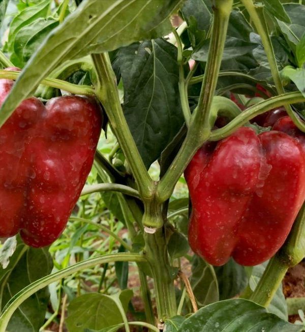 pimientos