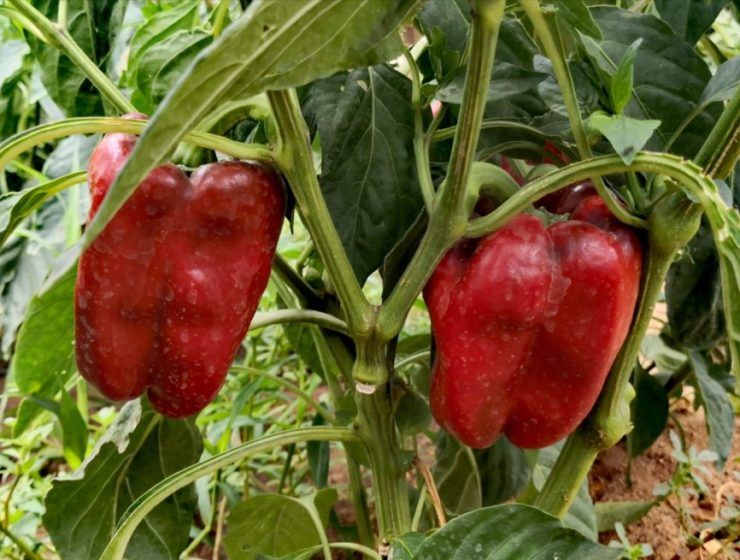 pimientos