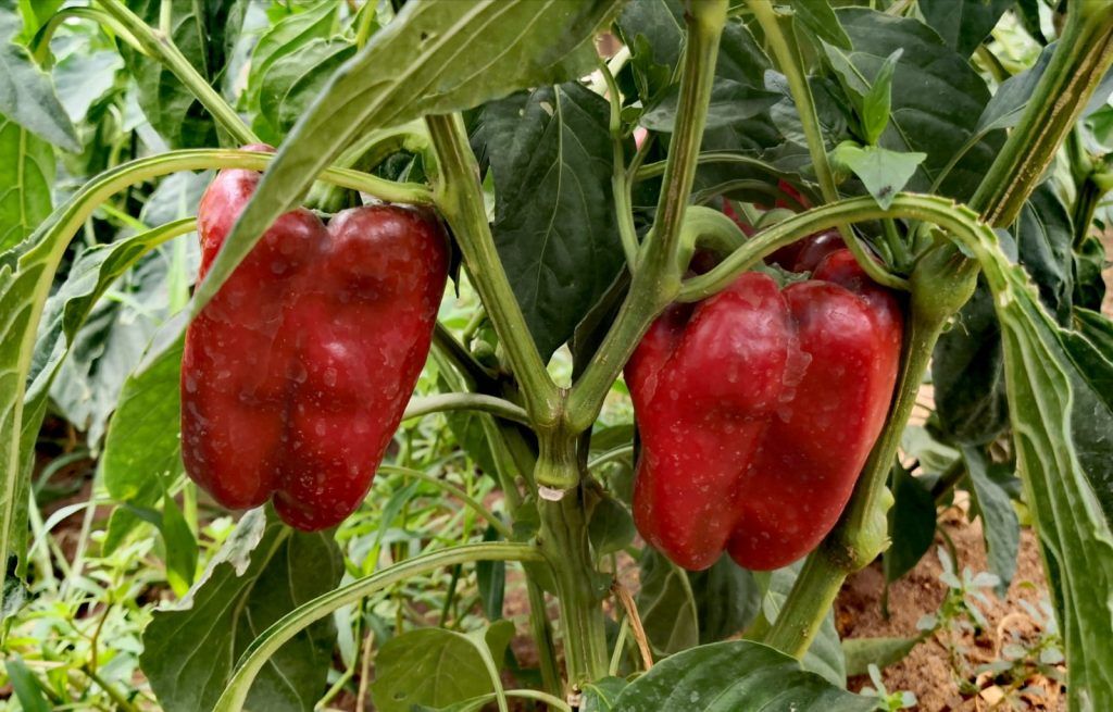 pimientos