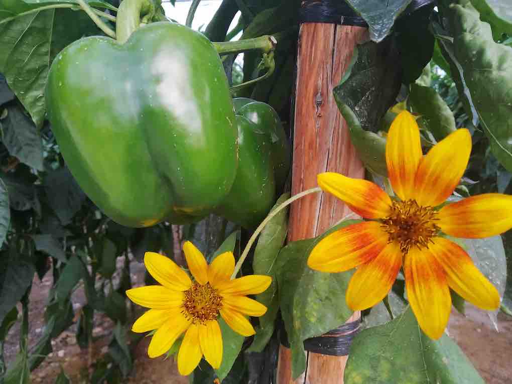 agri ecolog