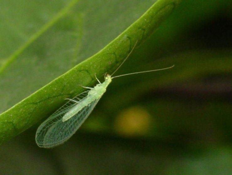 crisopa