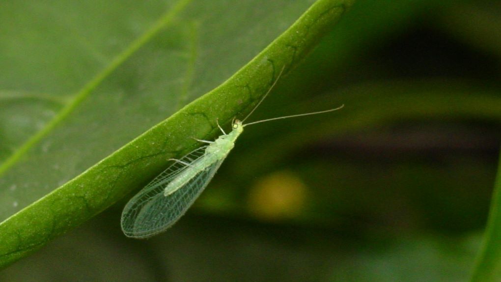 crisopa