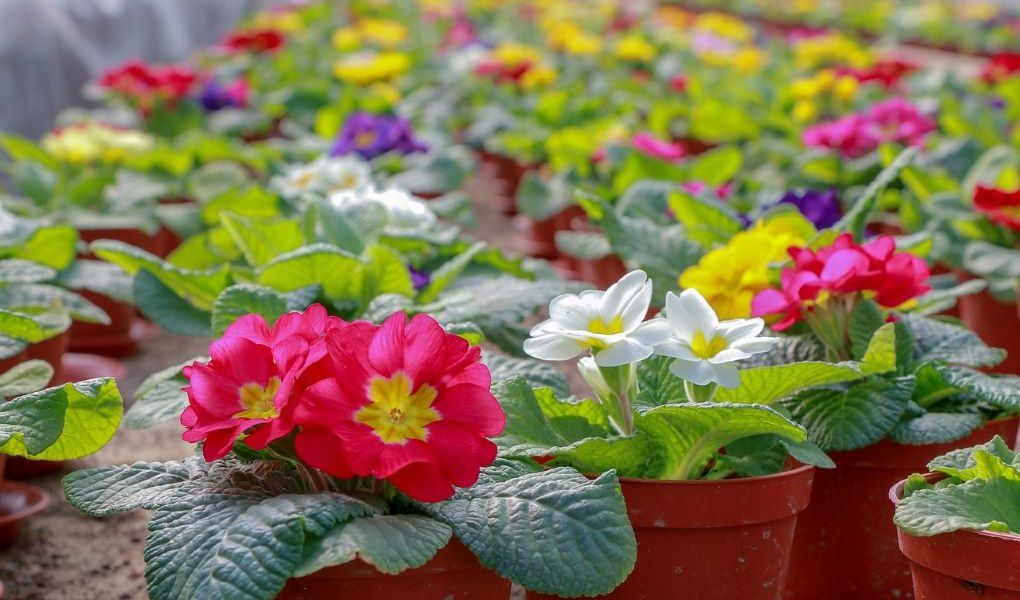 planta ornamental