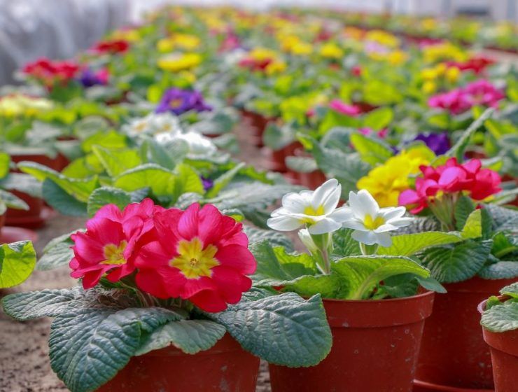 planta ornamental