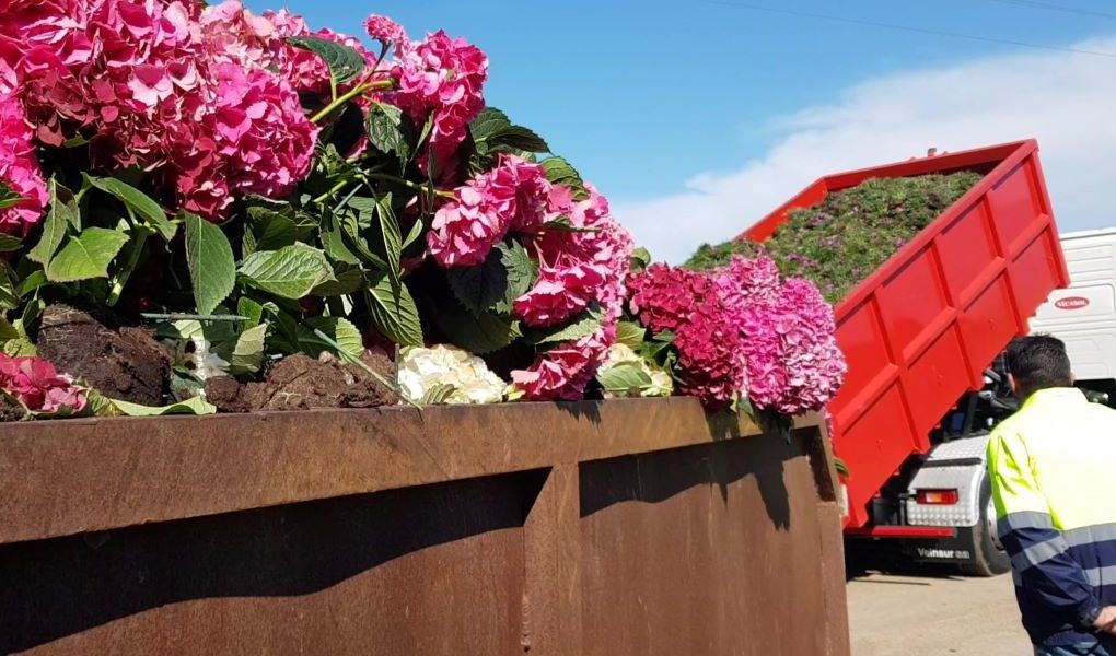 plantas en vertedero