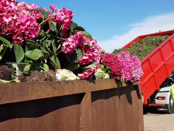 plantas en vertedero