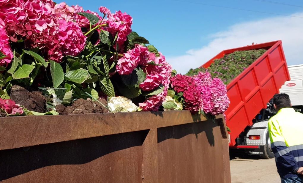 plantas en vertedero