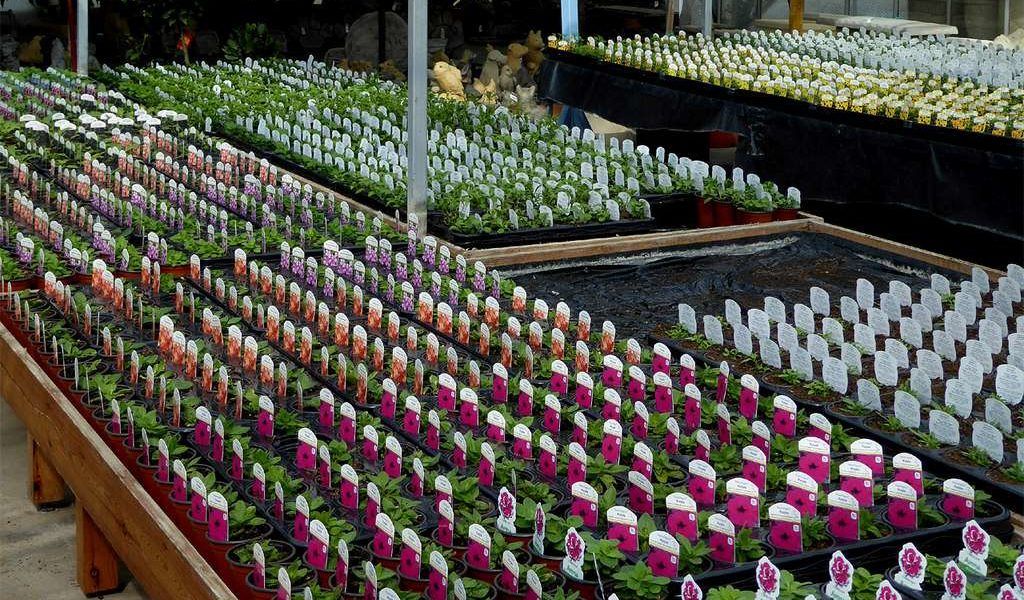 garden center
