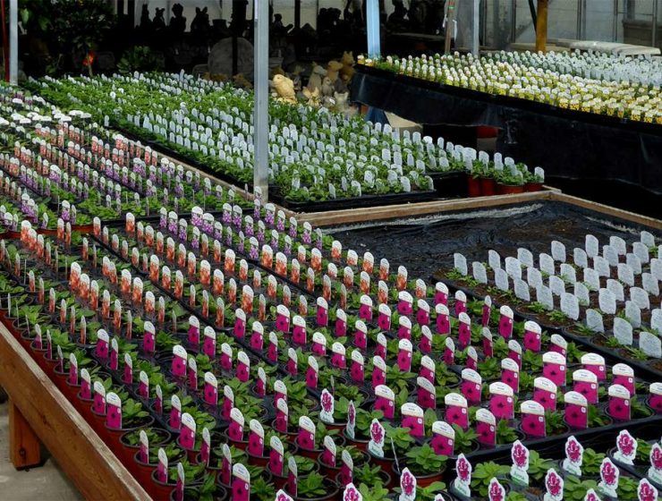 garden center