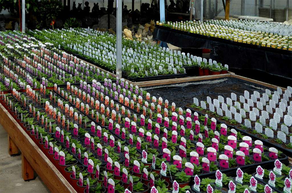 garden center