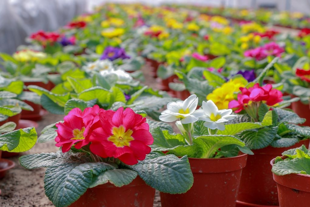 planta ornamental