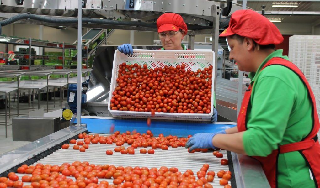 tomates almeria