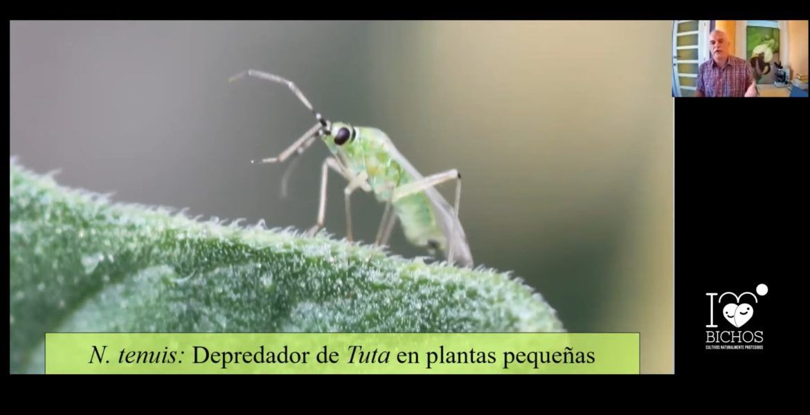 Imagen Webinar I Love Bichos