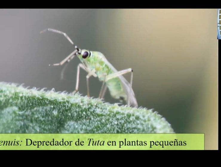 Imagen Webinar I Love Bichos