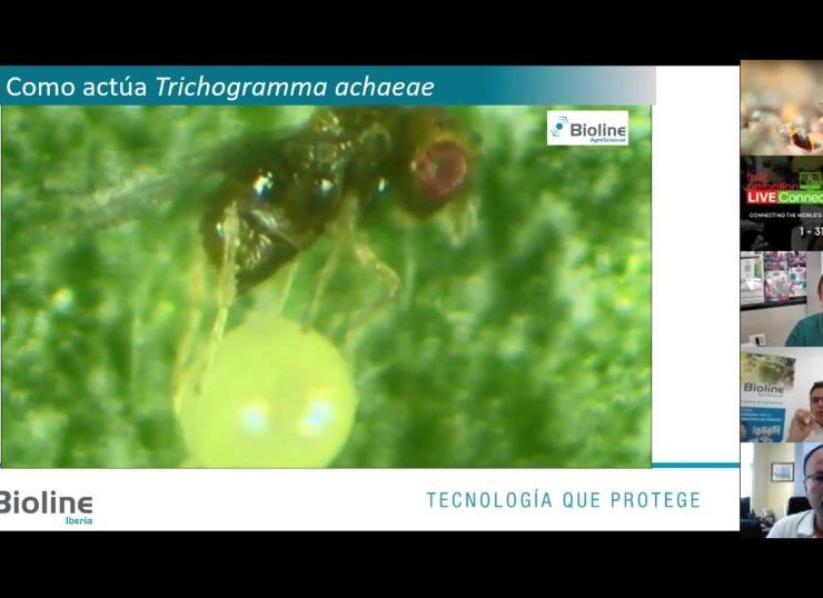 Webinar Trichogramma de Bioline Iberia