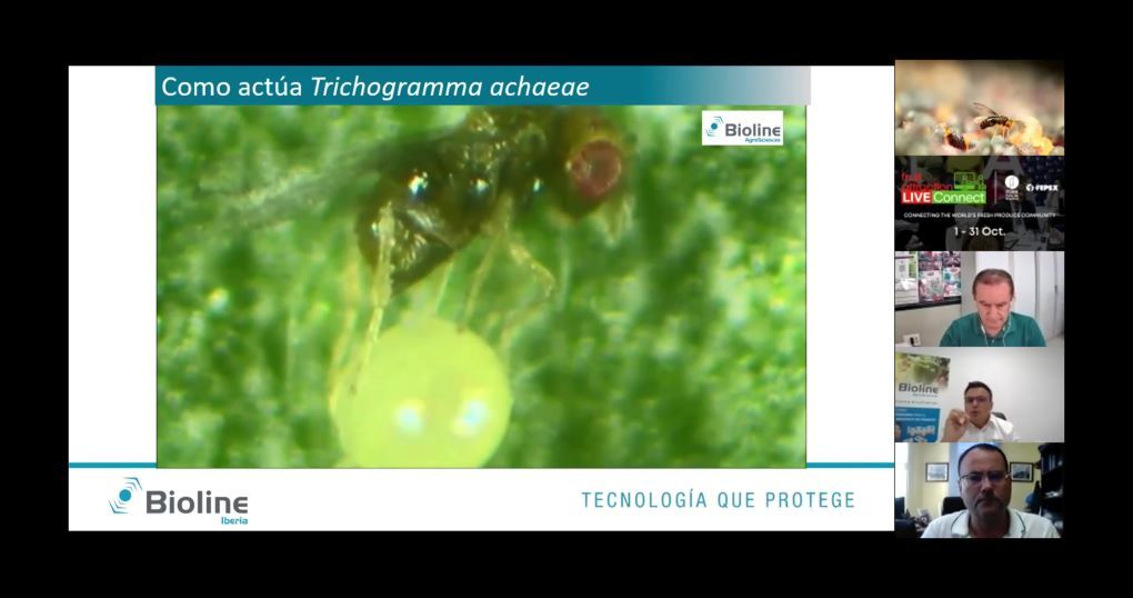 Webinar Trichogramma de Bioline Iberia