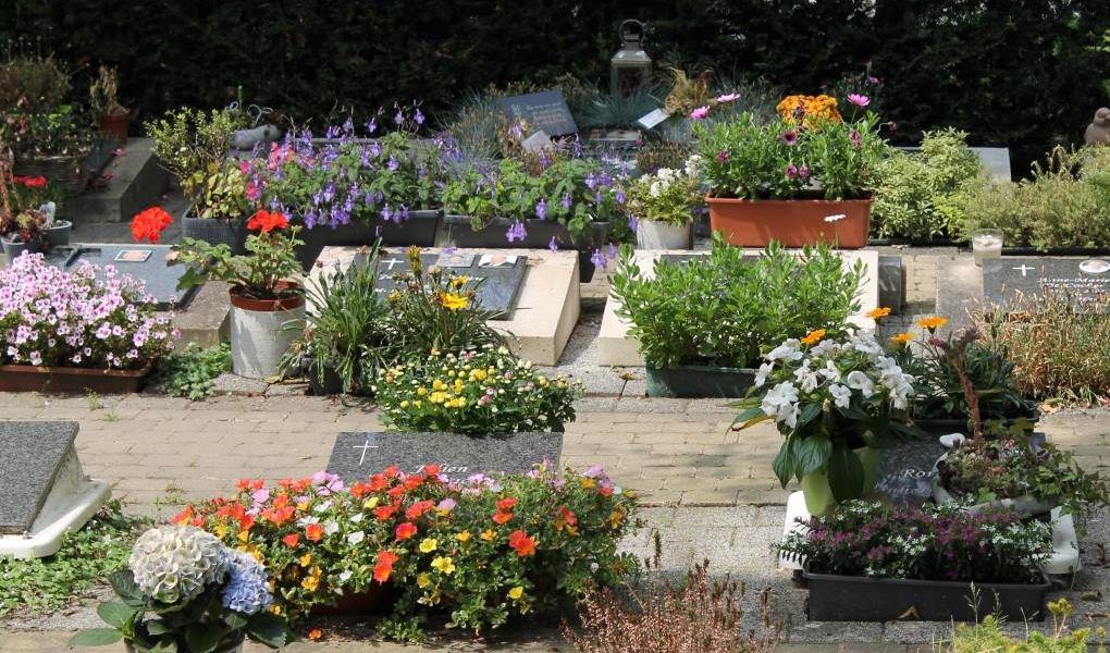 flor ornamental cementerio