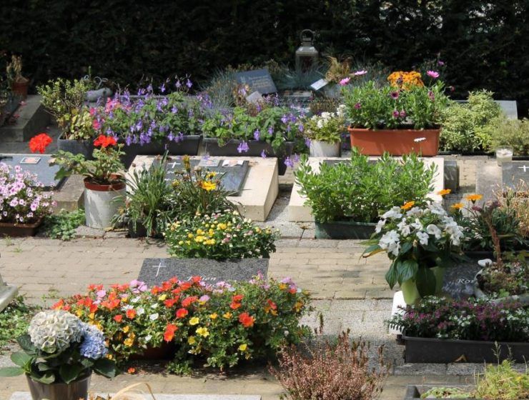 flor ornamental cementerio