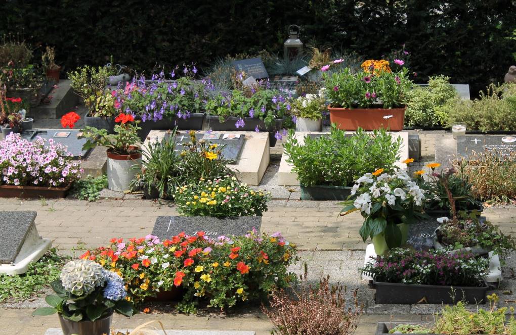 flor ornamental cementerio