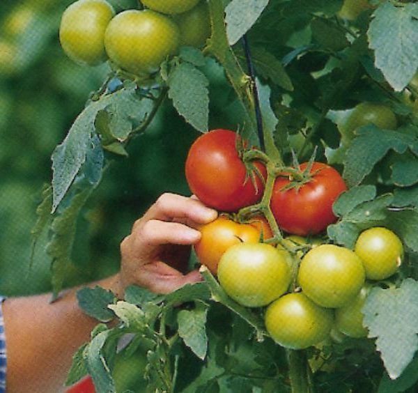frutas y hortalizas PAC