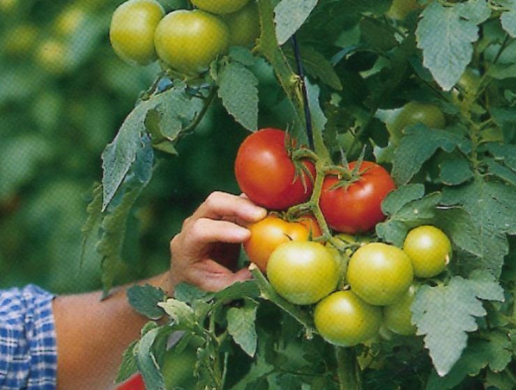 frutas y hortalizas PAC