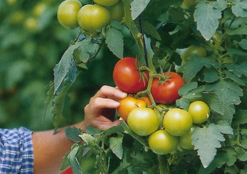 frutas y hortalizas PAC