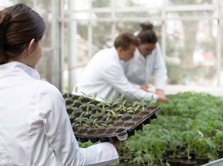 ingeniera agrónoma