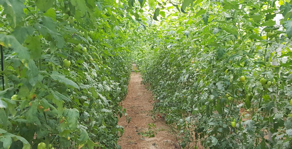 invernadero de tomates