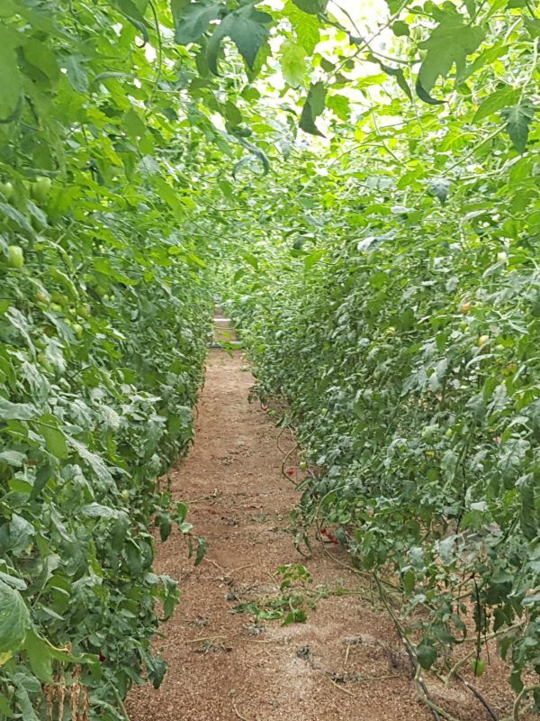 invernadero de tomates