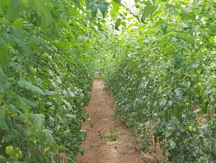 invernadero de tomates