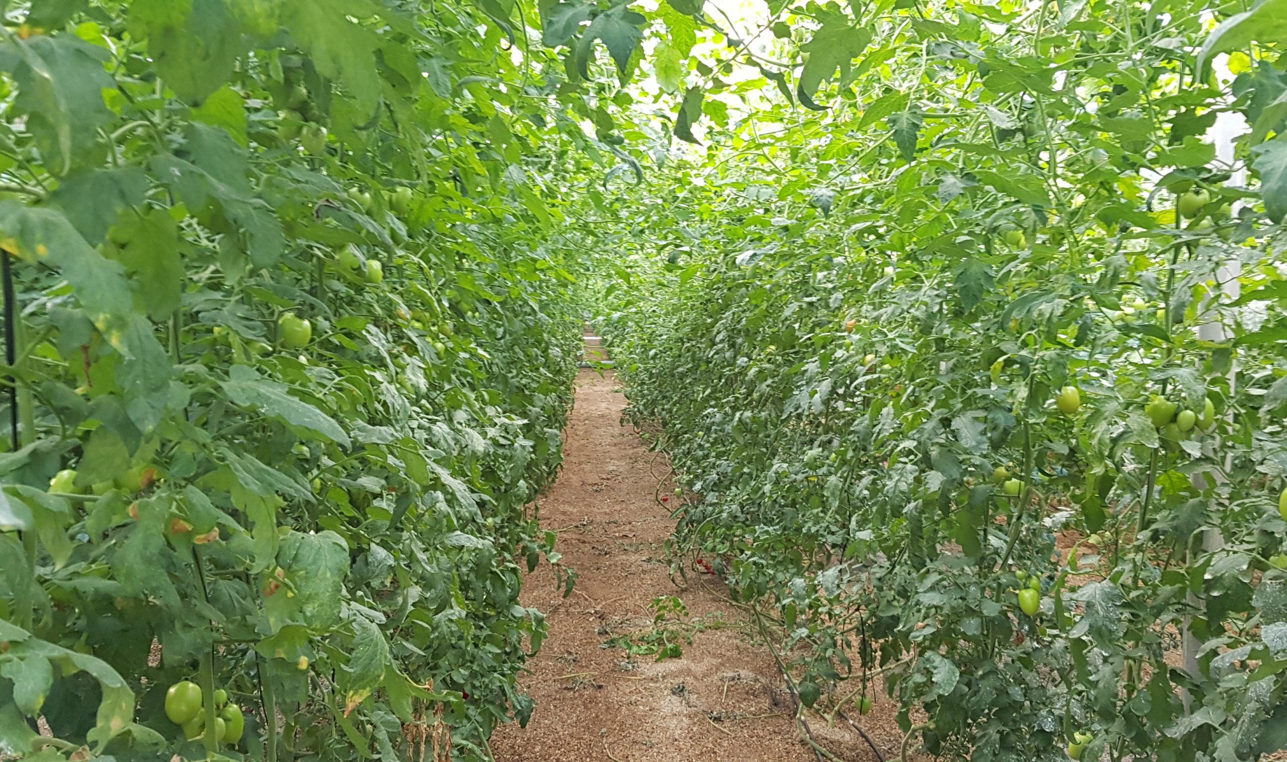 invernadero de tomates