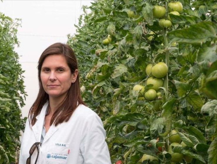 Proyecto HARNESSTOM tomate
