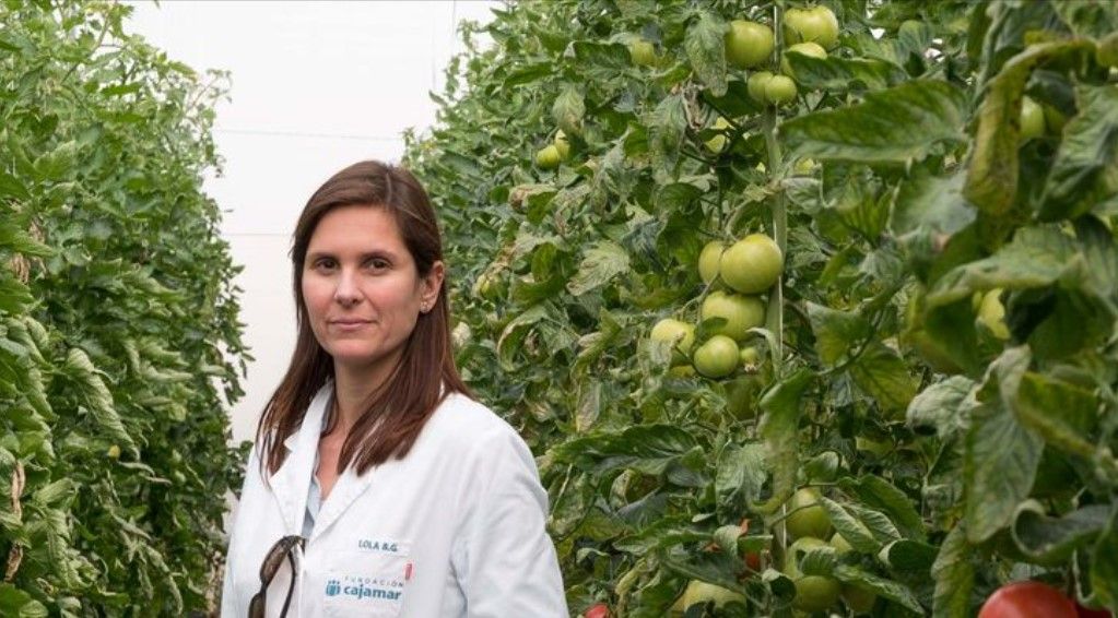 Proyecto HARNESSTOM tomate
