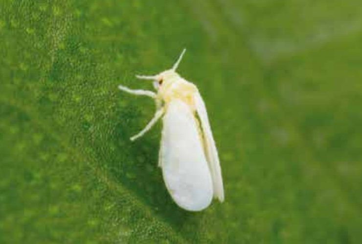 bioinsecticida mosca blanca