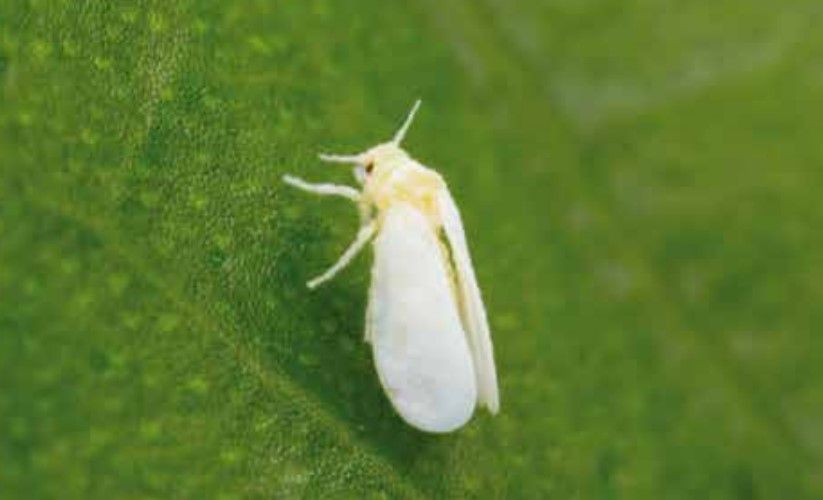 bioinsecticida mosca blanca