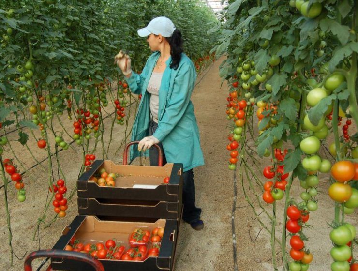 mujer agricultora