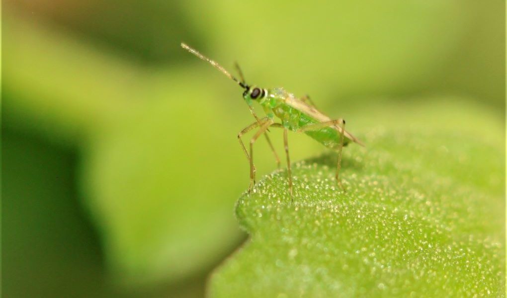 nesidiocoris tenius