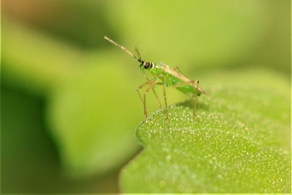 nesidiocoris tenius
