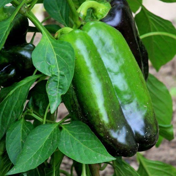 pimientos en invernadeo