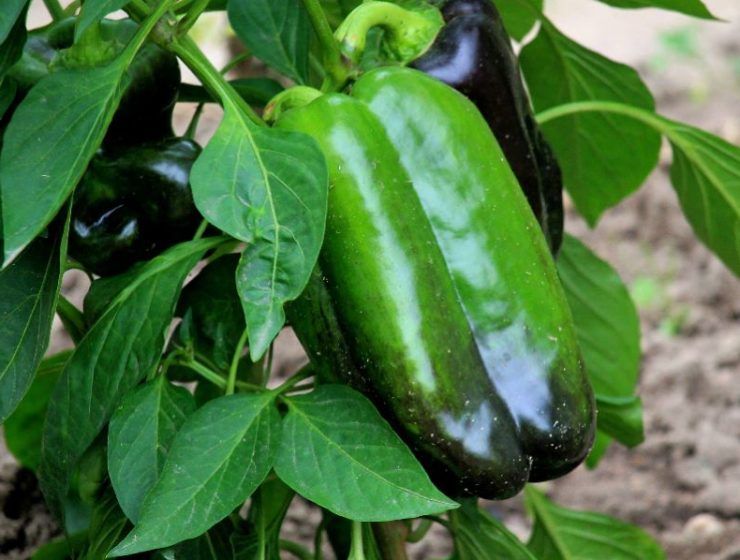 pimientos en invernadeo