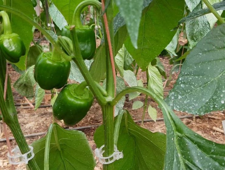 pimientos ecológicos