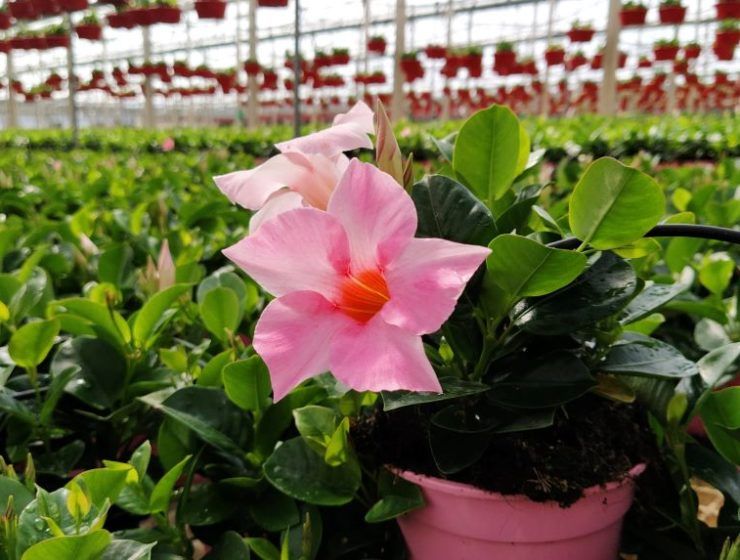 flor cortada y planta ornamental