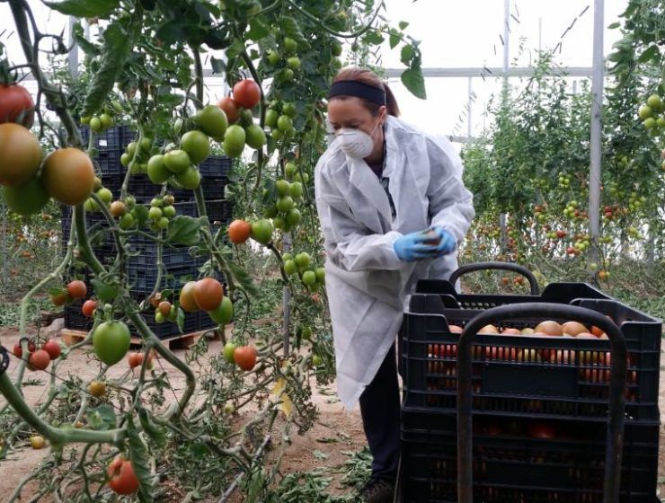 agricultura y covid