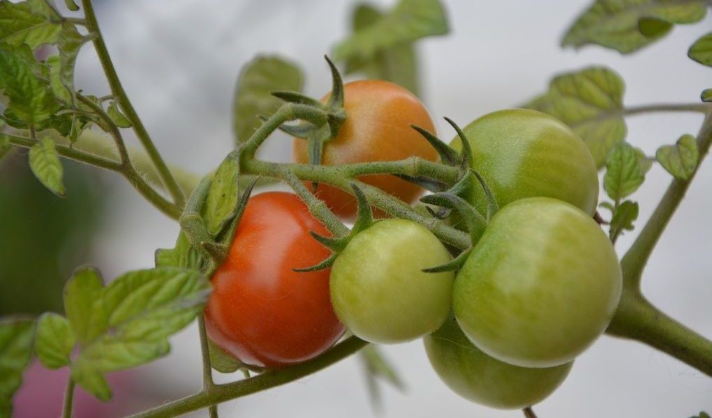 tomate rama