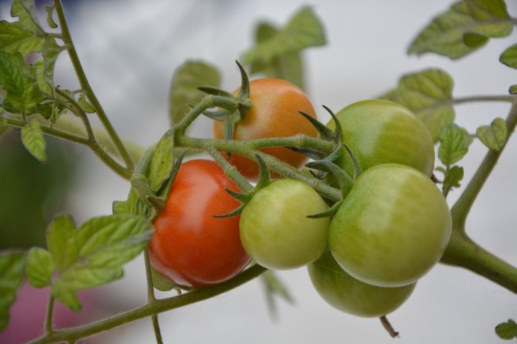 tomate rama
