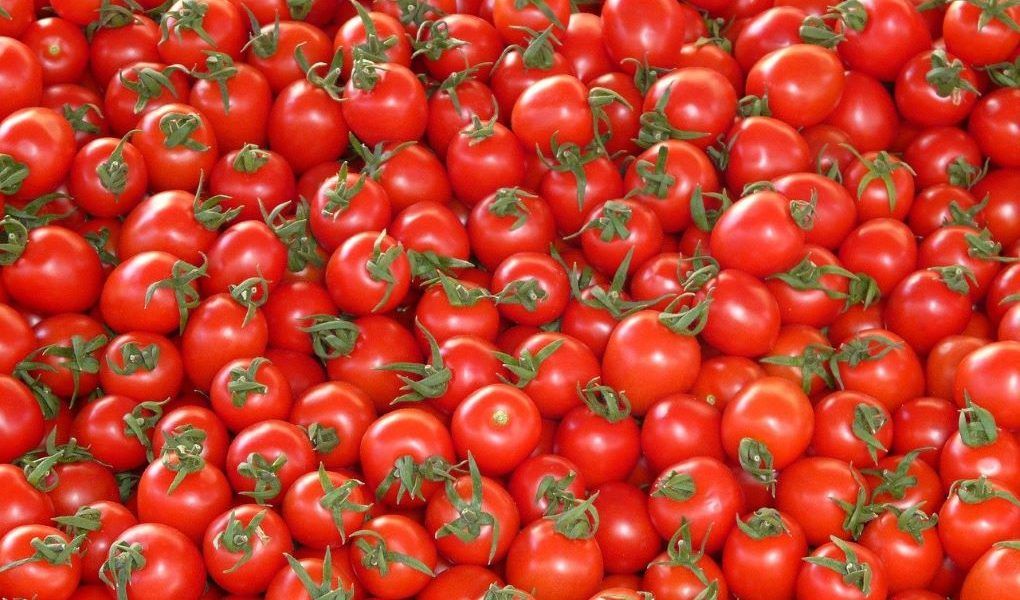 exportación tomate marroquí