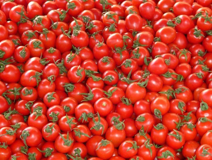 exportación tomate marroquí